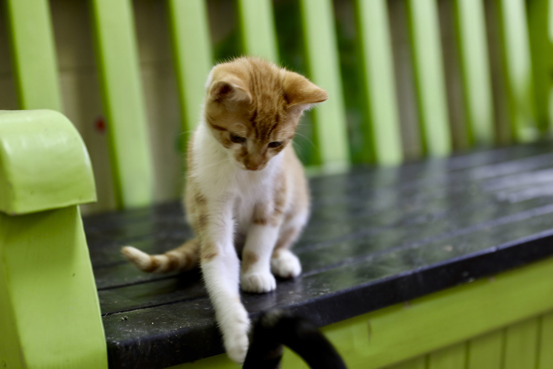 Orangeburg County Animal Shelter
